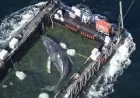 German rescuers ferry Whale out of coastal waters