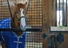 Bill Mott Skips Preakness, Rekindling Triple Crown Winners Debate