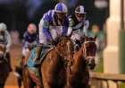 Chad Brown Sees Derby Shot for Emerging Market Horse at 15-1