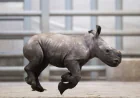 Columbus Zoo-linked The Wilds opens 2026 season with two rhino calves