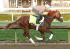 Robusta Replaces Right To Party Horse in Kentucky Derby Gate
