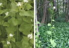 Michelle Hunter Urges Saugeen Shores Help Fight Invasive Plant