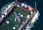 Timmy Whale released into North Sea off Denmark