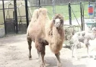 Toronto Zoo Announces Bactrian Camel Calf Born at 7:00 a.m.