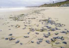 Anya Stajner Tracks By-the-wind Sailors California Coast, La Jolla Adds Reports