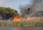 DFES Contains Herdsman Lake Fire Perth by 11.55am
