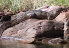 Lake Argyle crocodile bite sends 67-year-old to Royal Perth Hospital