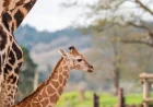 West Midlands Safari Park ranks fourth in Tripadvisor UK zoo list