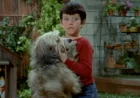 Sherwood Schwartz Reveals The Brady Bunch Tiger Was Replaced