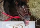 Golden Tempo Wins Kentucky Derby, Gives Cherie DeVaux Horse Racing First