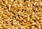 João Lourenço authorizes 342,000 sacks for Angola family farming