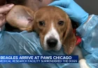 PAWS Chicago welcomes 25 beagles from Ridglan Farms Animal