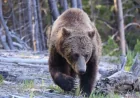 Yellowstone Bear Attack Injures 2 Hikers Near Old Faithful