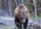 Two Hikers Injured in Bear Attack Yellowstone on Mystic Falls Trail