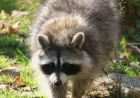 Raton Laveur atteint de la rage à Saint-Jean-sur-Richelieu