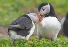 National Trust relaunches puffin cam on Farne Islands for second season