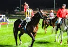 Spirit Of Boom Dies At 18 After Nine-Win Career