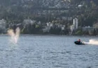 Fisheries Canada Reviews Grey Whale Jet Ski Vancouver Strike Near Stanley Park