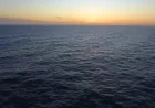 Scientists find giant squid off Western Australia in 226-species survey — Australia Giant Squid Edna Research