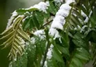 Colorado Schools Close Wednesday as Snow Storm Weather Forecast Colorado Worsens