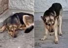 Woman Tucks In German Shepherd Koda, Then Seeks Feeding Advice