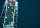 Tracker Failure Follows €1.5m Timmy Humpback Whale Rescue