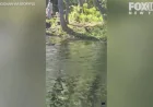 Rabid Beaver Attacks People at Lake Henry in Mahwah