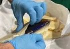 CBSA and RCMP charge three after Halifax cocaine seizure