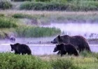 Yellowstone Keeps Closures After May 4 Grizzly Bear Incident