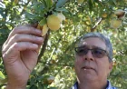 California Peach Tree Removal: 420,000 Trees Face Destruction