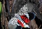 Ontario Wineries Warn 12 Lantern Fly Finds Threaten Vineyards