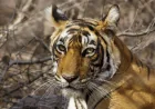 Facebook Fuels 75% of Nearly 22,000 Endangered Animals Ads