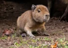 Edinburgh Zoo Announces Capybara Pup, First In Scotland In 18 Years