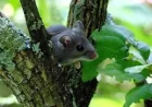Dr. Bryce Warner pushes VIDO hantavirus treatment work in Grey Bruce County