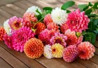 Lowe's Expands Lowes Free Flowers to 150 Miami Shoppers