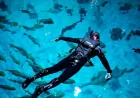 Georgia Aquarium Story Missing; Obituaries Fill Source