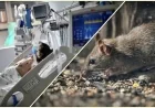 Hantavirus Symptoms: What to Know as Deadly Cruise Ship Outbreak Spreads Globally