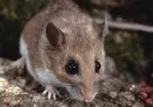 Hantavirus Symptoms In Cruise-Linked Outbreak Spark New Health Warnings