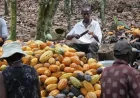 Abbey Pushes $1 Billion Ghana Bond Plan for Cocoa