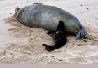 Seattle Man Detained After Hawaiian Monk Seal Rock Allegation