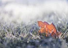 Southern Ontario frost advisory warns of -4 C Weather Warning