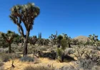 Ochoa Bogh Advances 2 Joshua Tree Bills, SB 1063 Fails