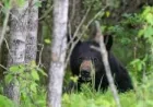 Points North Bear Attack Kills 25-Year-Old Man