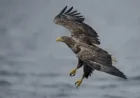 Natural England Approves White-tailed Eagle Reintroduction Exmoor