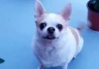 Montréal signale un premier décès de Parvovirus Chien chez un chihuahua