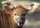 Denver Zoo Announces Bongo Birth, Welcomes Female Calf