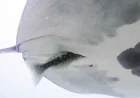 Yeager Documents Manta Rays and a Remora's Cloacal Entry