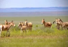 Khulan Return to Mongolia After 65 Years of Railway Barrier