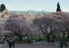 Chloe Cole postpones UW TPUSA event after safety concerns