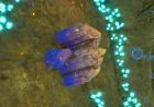 Great Jaw Gives Silver Subnautica 2 Players Lithium 350 Metres Out